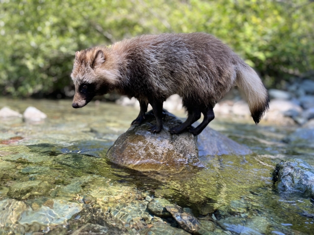 川の中を移動するタヌキ