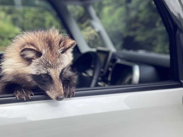 運転席から下をのぞくタヌキ