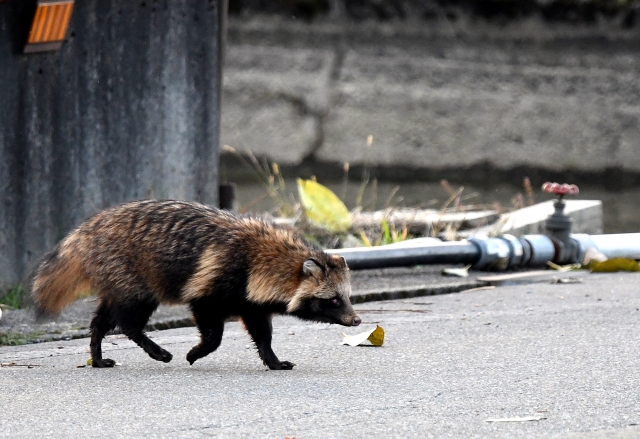 街に現れたタヌキ