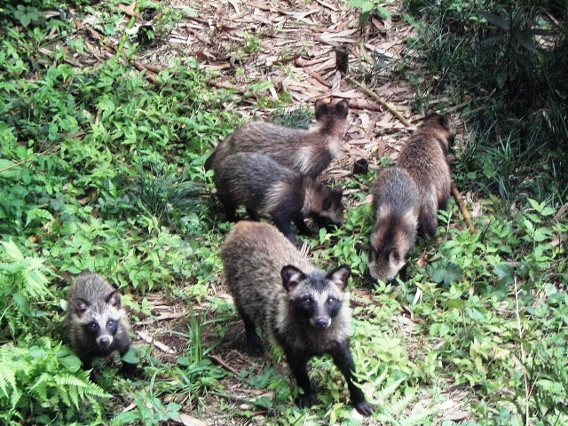 エサを探すタヌキの親子