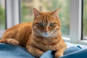 窓辺でくつろぐ猫