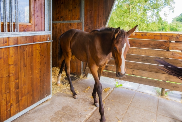 馬房から出てきた馬