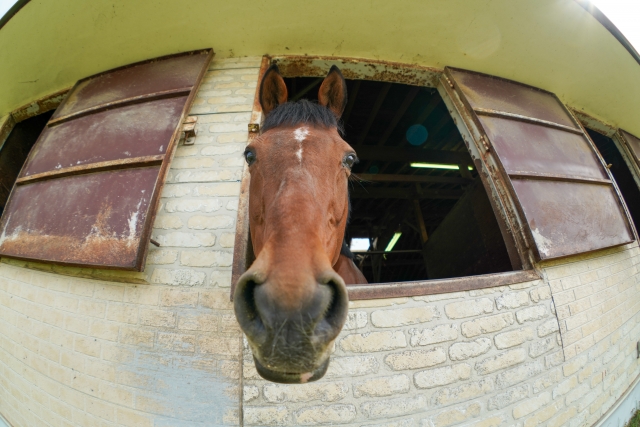 馬房から顔を出す馬