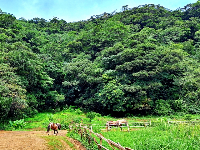放牧地でゆったりと過ごす馬たち