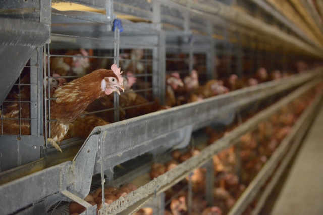 養鶏場のたくさんの鶏