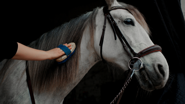 たてがみを気持ちよさそうに梳いてもらう馬