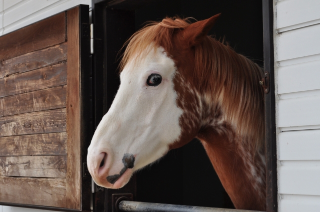 横目でこちらを見る馬