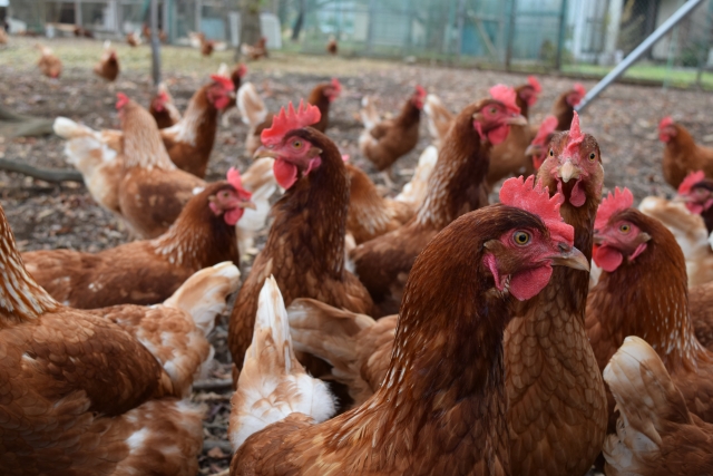 とさかの立派な鶏たち