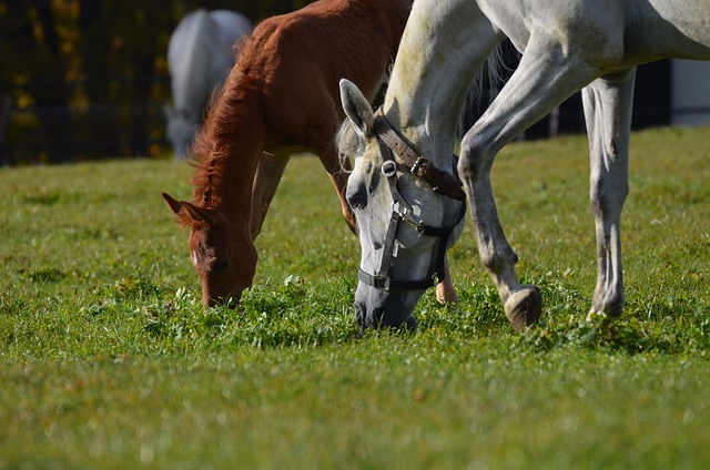 放牧で草を食べる馬の親子