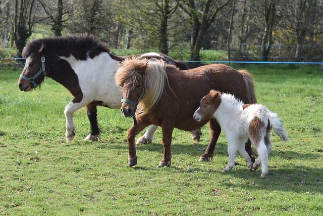 いろんな大きさのポニー