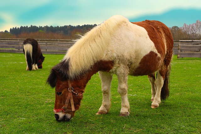 のんびり草を食べるポニー
