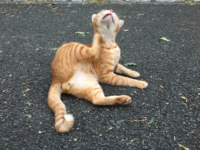 首元を掻く猫