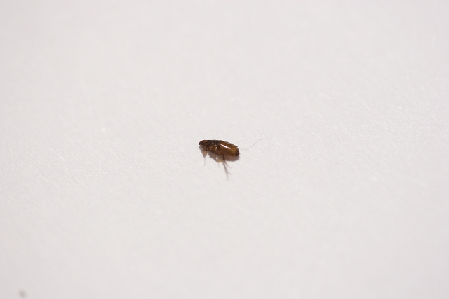 後ろ脚が長いノミ