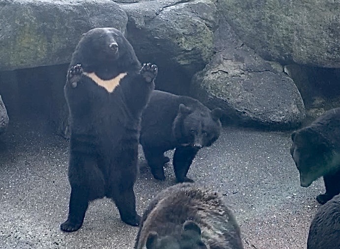 立ち上がり存在をアピールするクマ牧場のツキノワグマ　