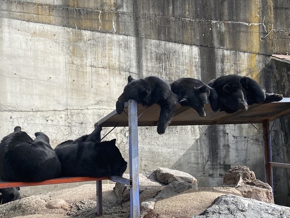 クマ牧場　安心して眠るクマたち