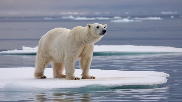 流氷の上に乗るホッキョクグマ