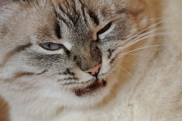 目を細めてこちらを見る猫