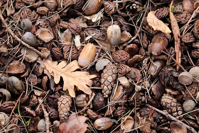 地面に落ちた様々などんぐり