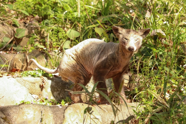 疥癬症で毛が抜け落ちてしまったタヌキ