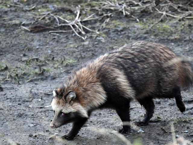 毛がふさふさなタヌキ