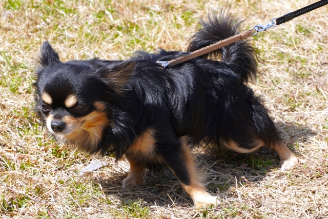 散歩中ぐいぐい引っ張るチワワ