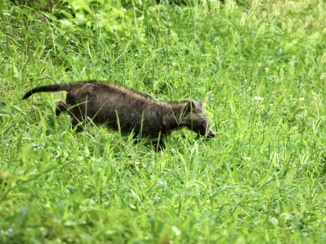 草むらを歩く疥癬症のタヌキ