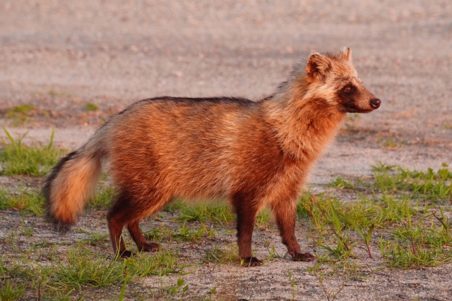 夕日に照らされるタヌキ