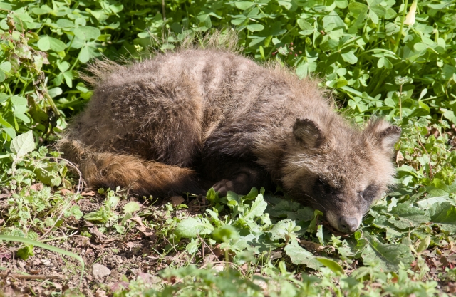 庭で寝ている疥癬症のタヌキ