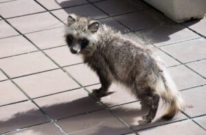 街中を歩く疥癬症のタヌキ