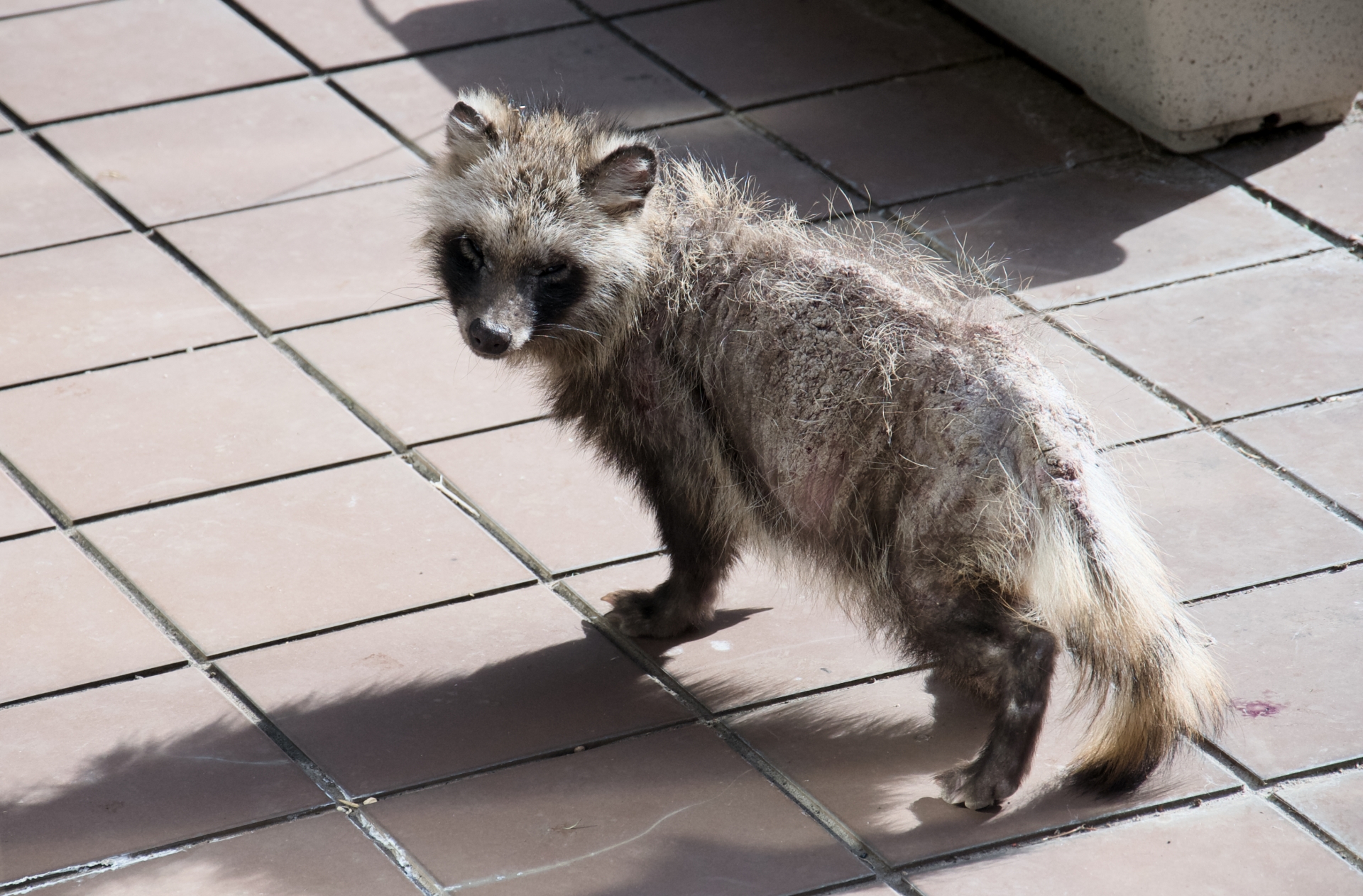 街中を歩く疥癬症のタヌキ