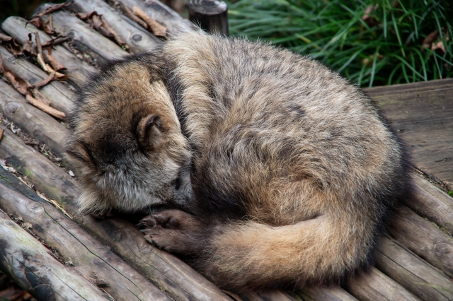 丸くなってて眠るタヌキ