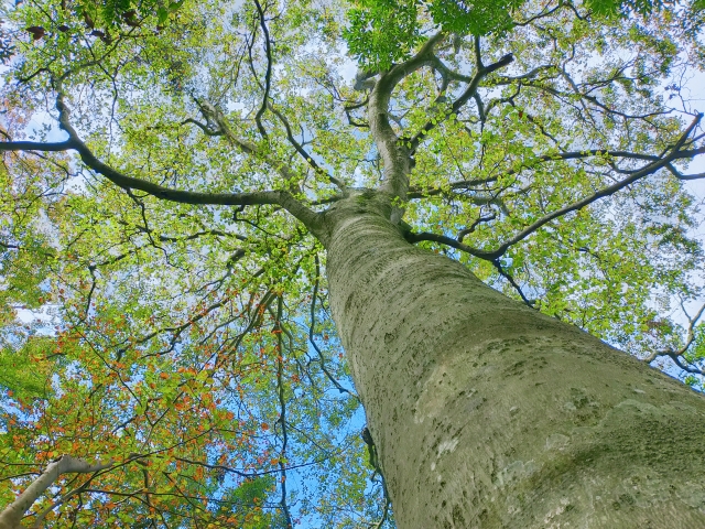 ブナ　巨木