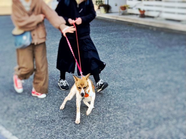 飼い主を引っ張って歩く犬