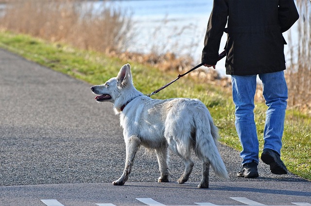 ゆったりと散歩する犬と飼い主