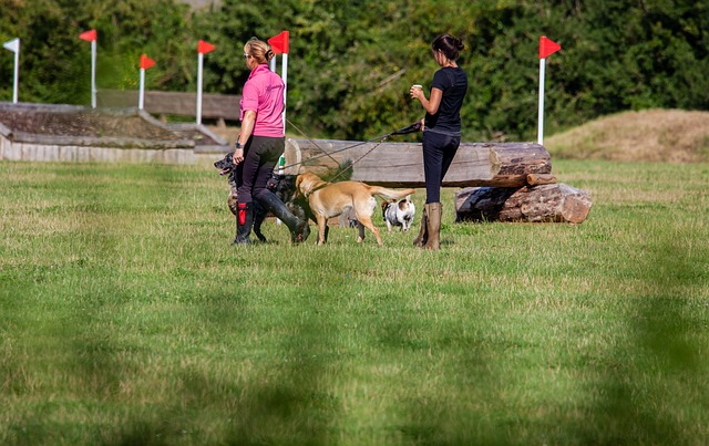 トレーナーと一緒に歩く犬たち