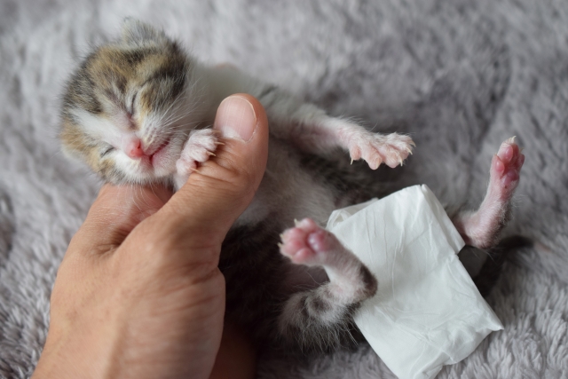 子猫の排せつの手伝いの場面