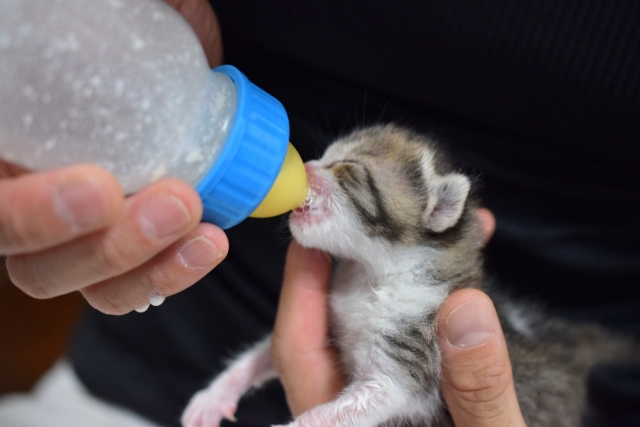 ミルクを飲む子猫