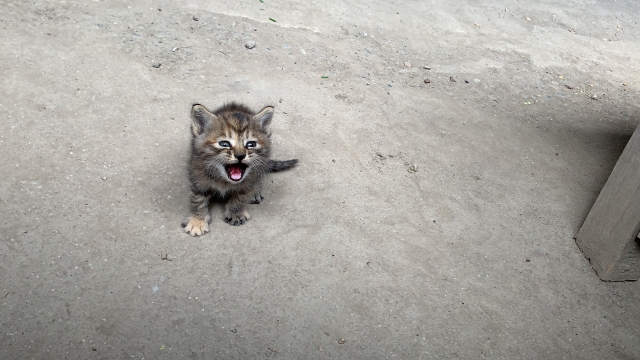 母猫や兄弟を探す子猫
