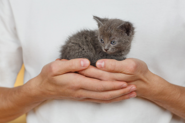 獣医師に抱えられる子猫
