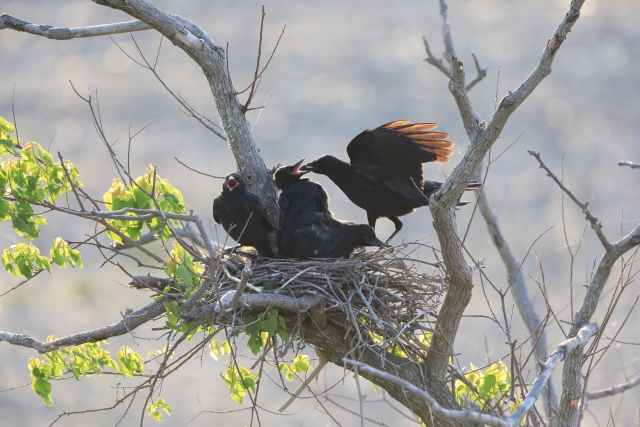 親からえさをもらうカラスのヒナ