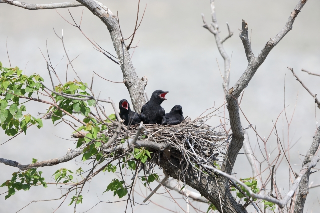 エサを待つカラスのヒナたち
