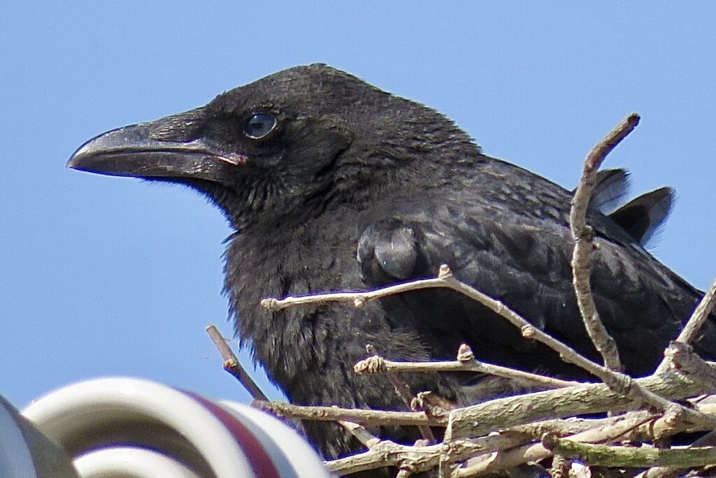 巣から遠くを見るカラスのヒナ