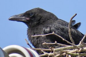 巣から遠くを見るカラスのヒナ