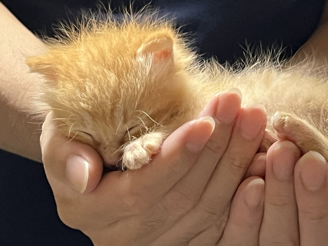 人間の手に顔をうずめて眠る子猫