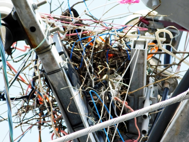 電柱の上にできたカラスの巣