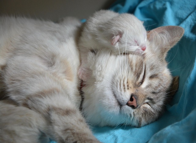 母猫と一緒にくつろぐ子猫