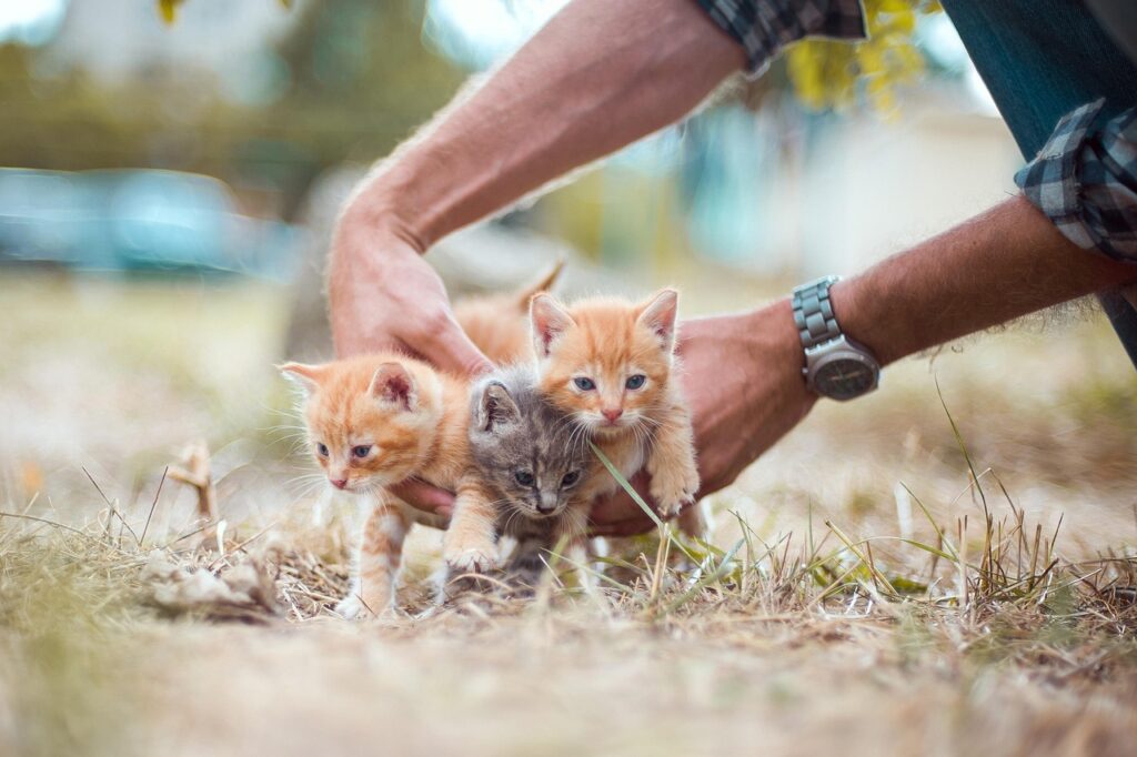人に保護される子猫