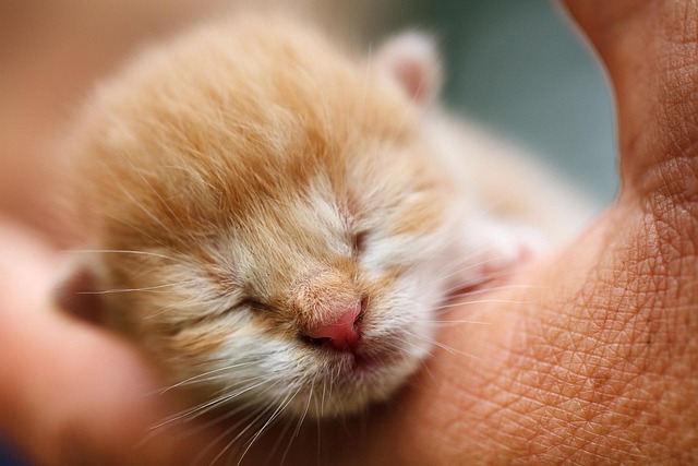生まれたての子猫