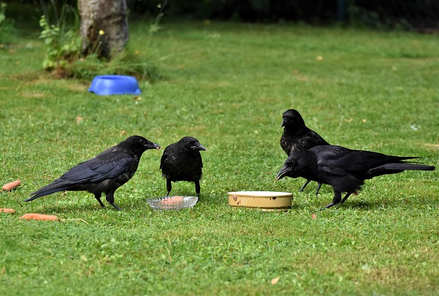 人間が置いたえさをついばむカラスたち