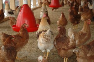 平飼いの鶏たち